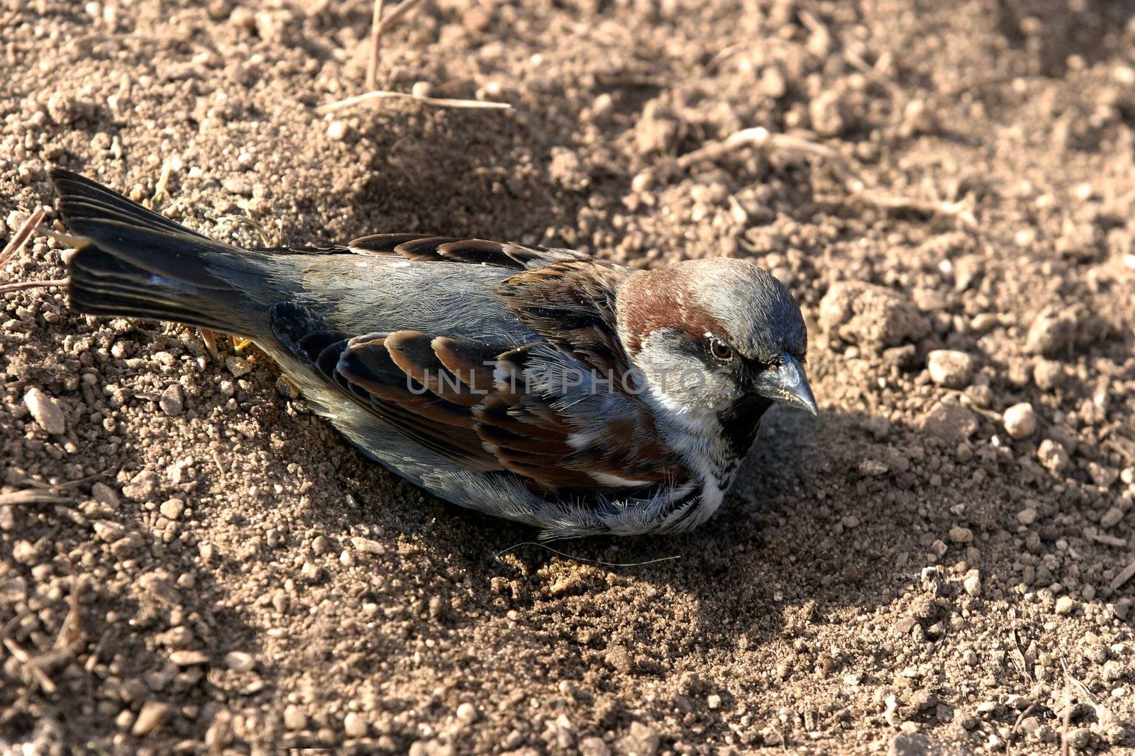 The sparrow bathes in a dust