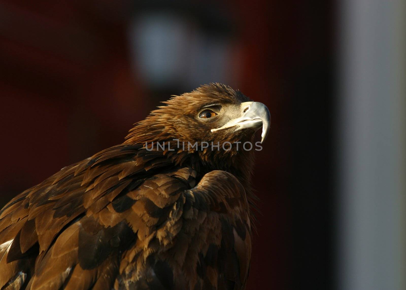 Illustration for magazine about birds. An eagle close-up