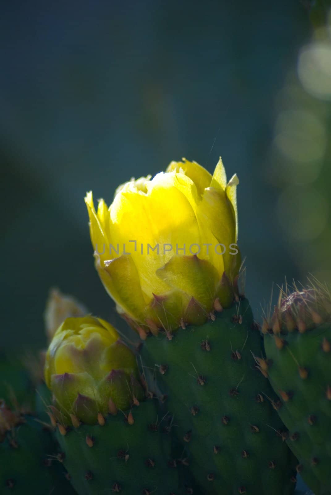Cactus Flower.... by candan