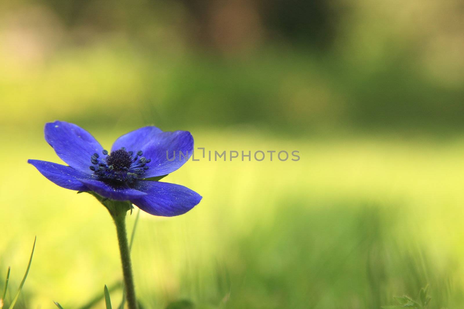 Blue flower by Digoarpi