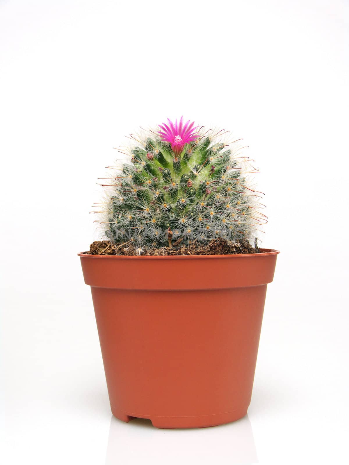 Blossoming cactus in a pot on white background. Studio shot
