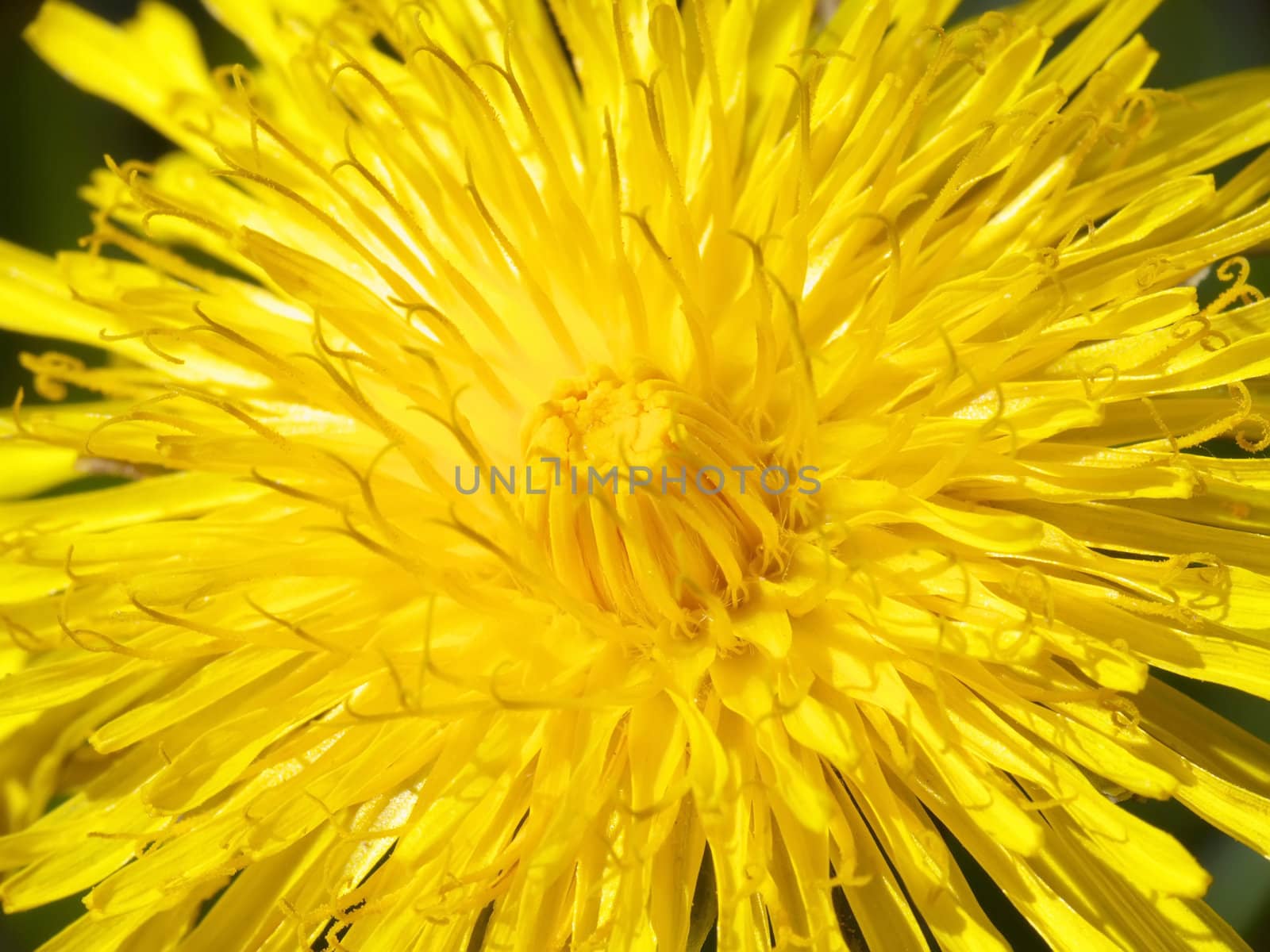 Close-up view on yellow dandelion flower in sunbeams