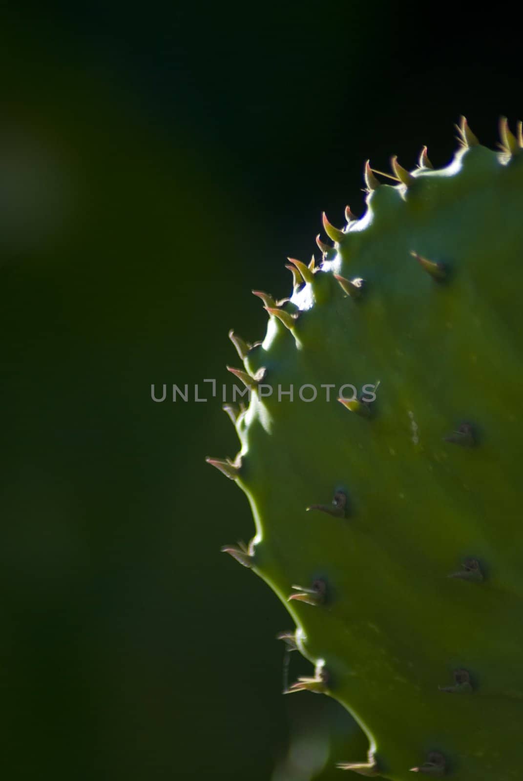 Cactus by candan