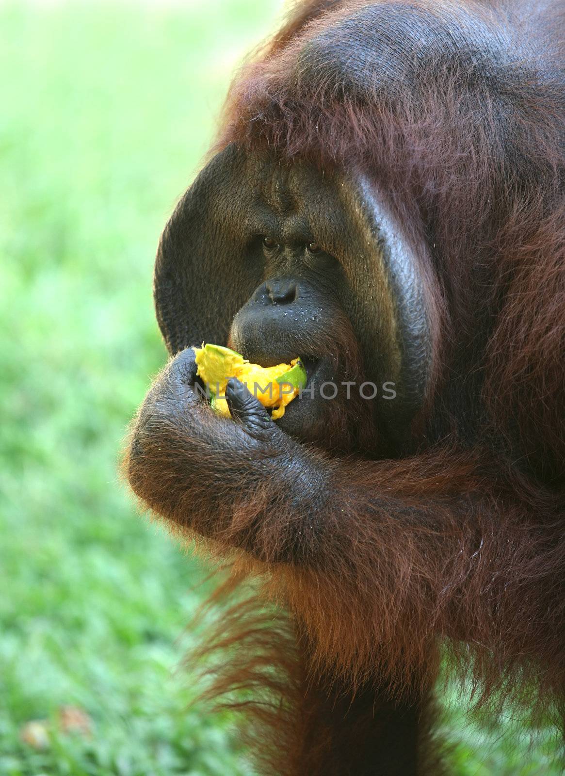 The orangutan eats a mango 
