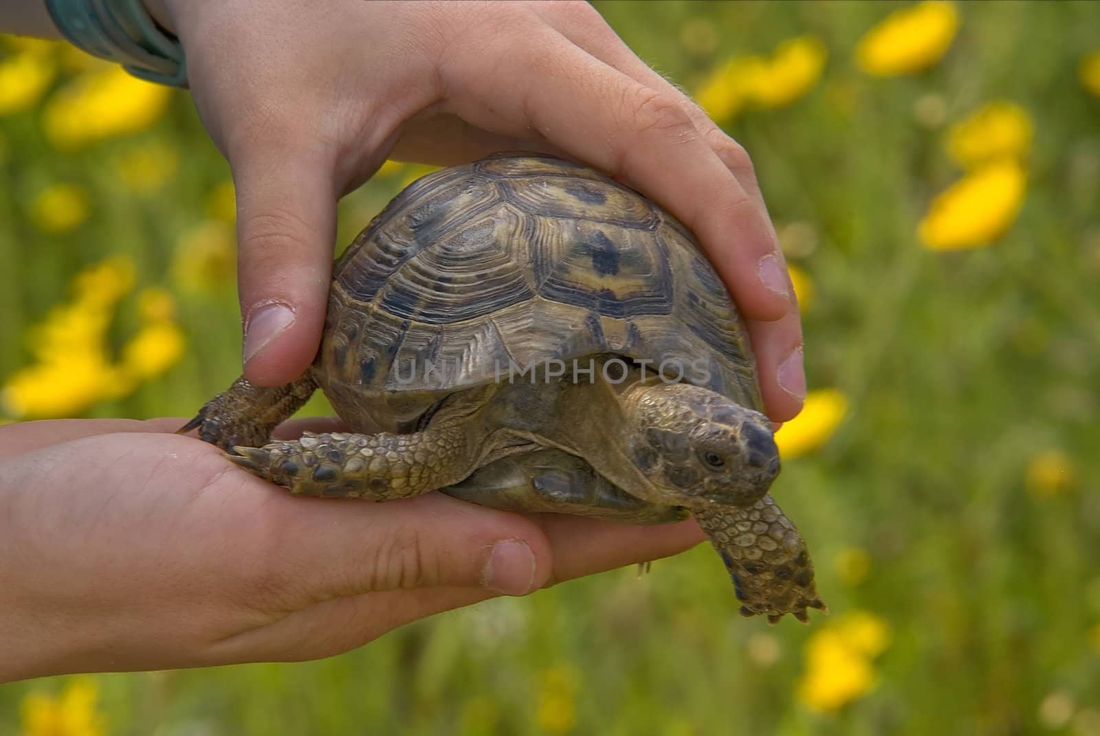 Turtle in child hands by Maya
