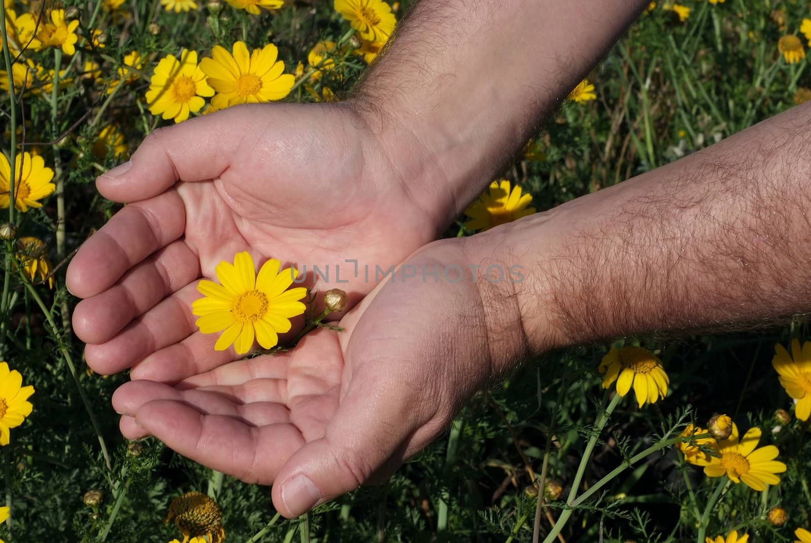 male hands holding yellow flower