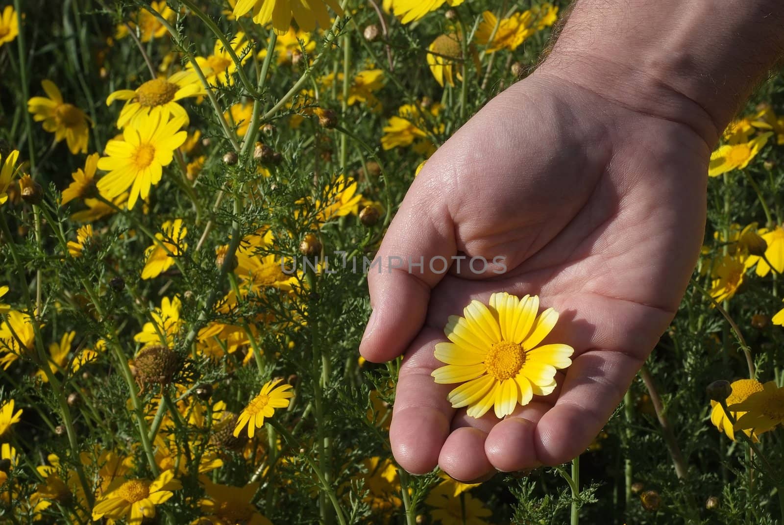 male hand holding flowers