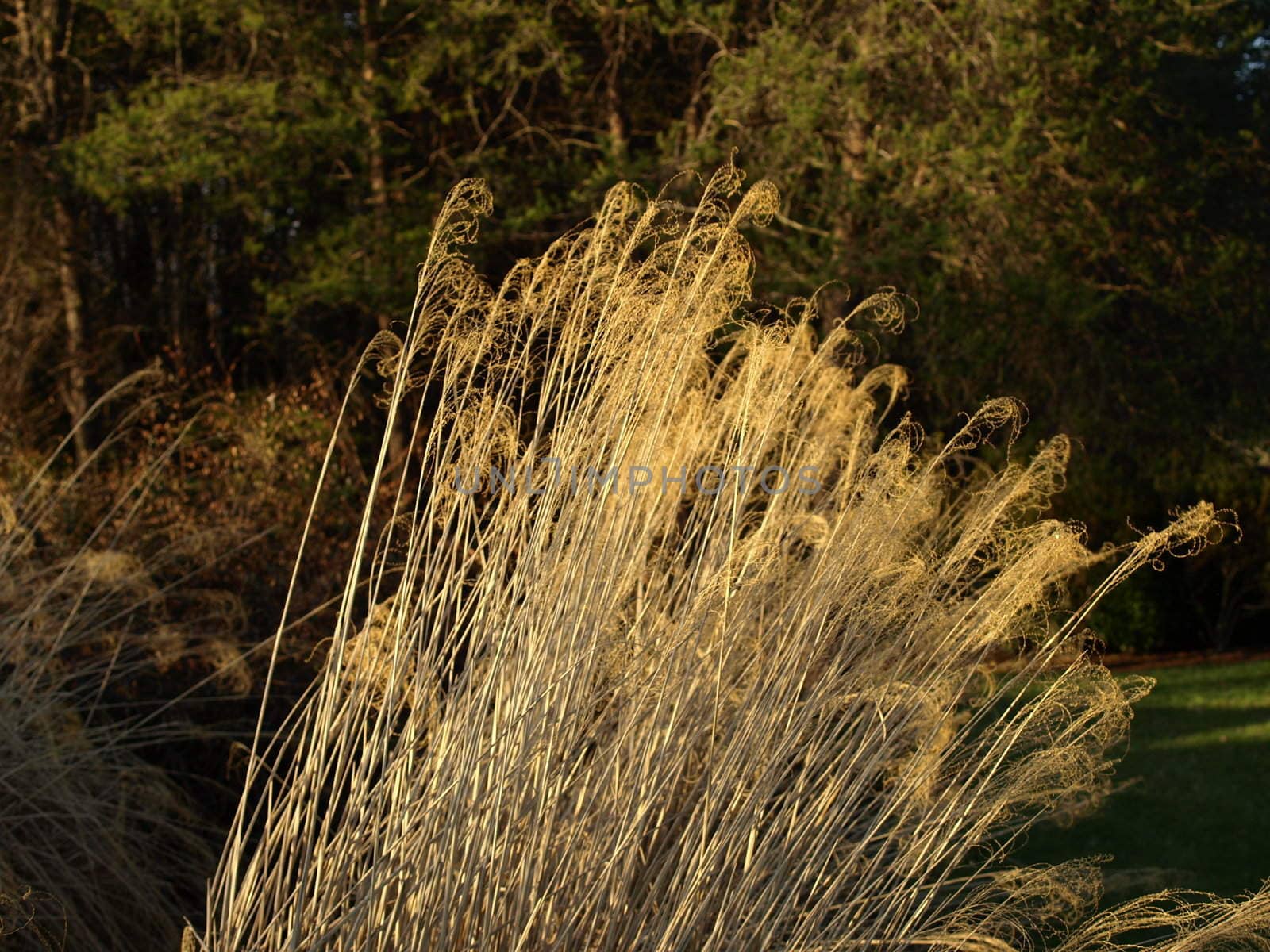 Tall ornamental grass in the summer time