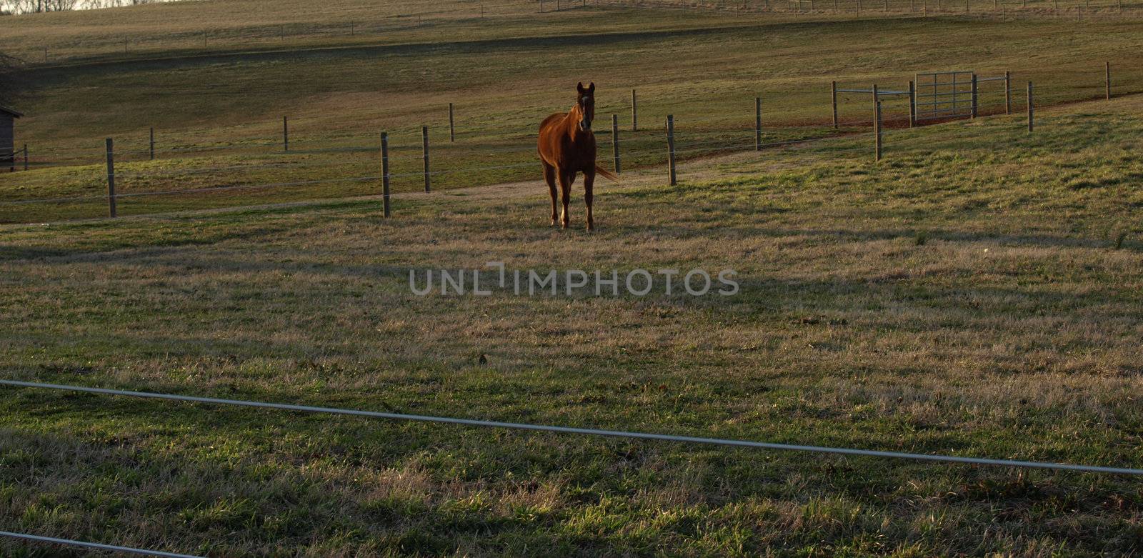 A horse on the farm