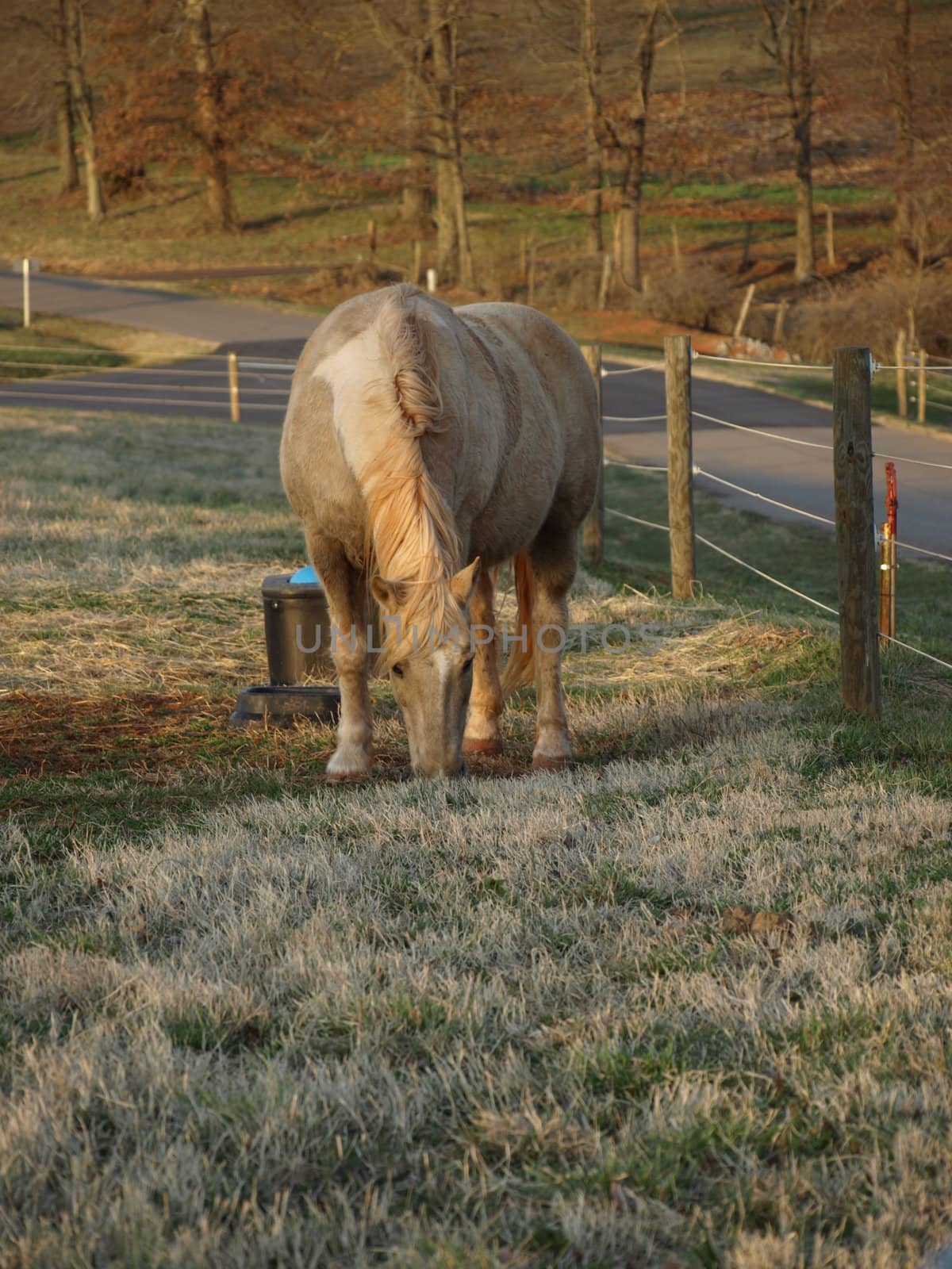A large white horse eating grass