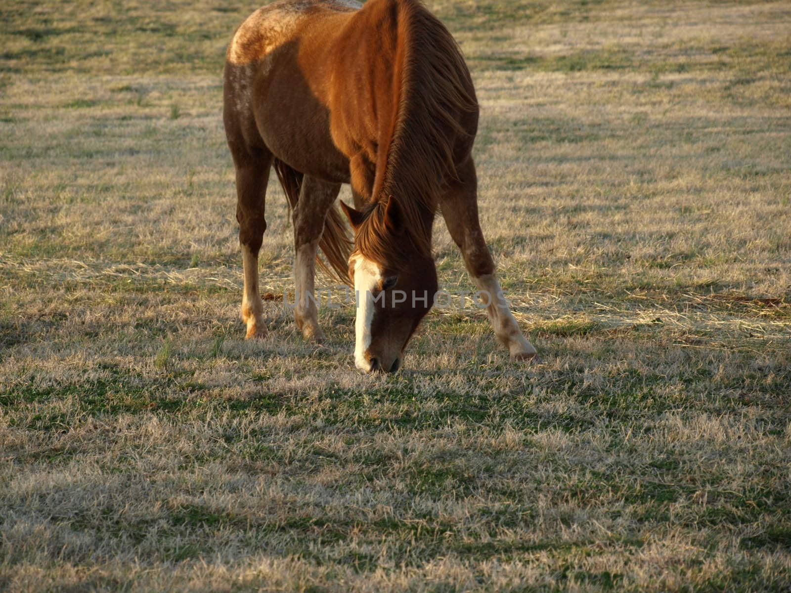 A large brown horse eating grass in the field