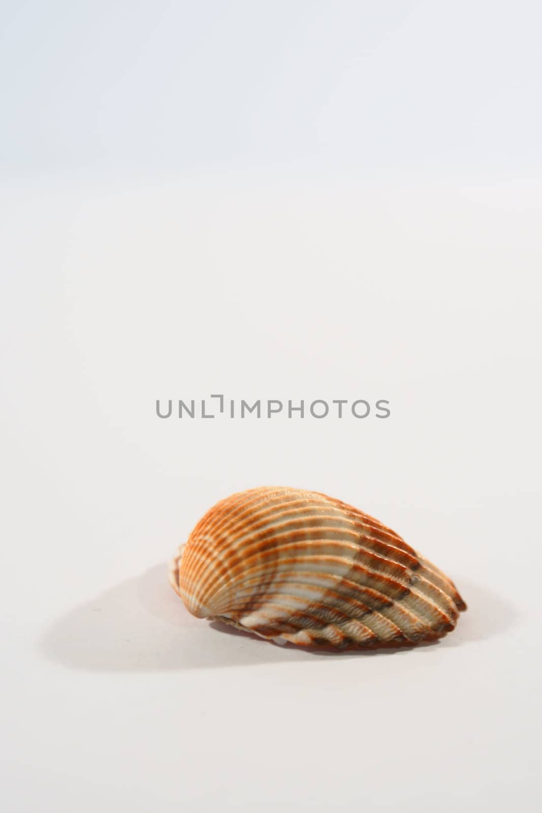 shell with adriatic sea 