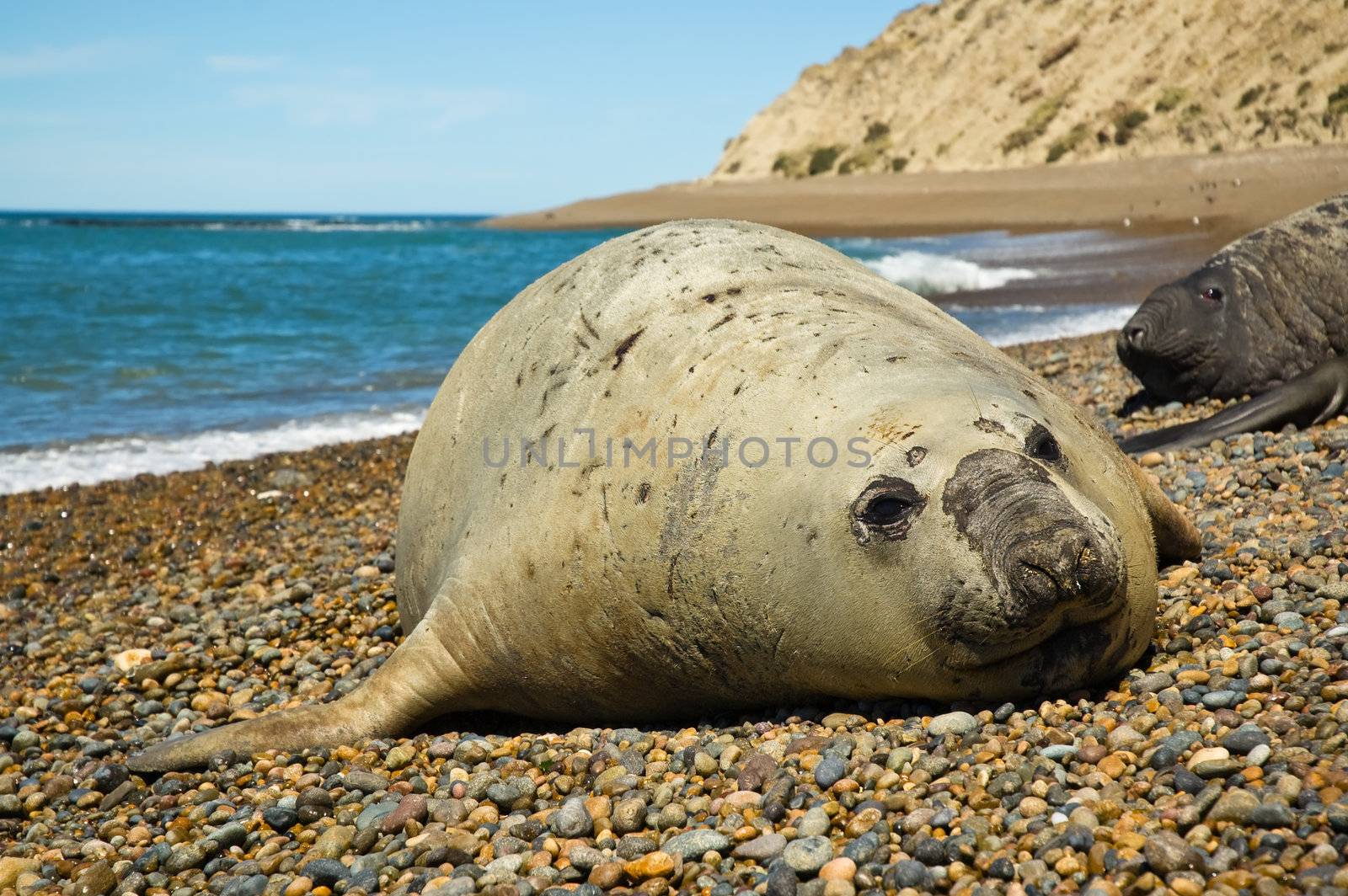 Elephant seal in Peninsula Valdes, Patagonia.