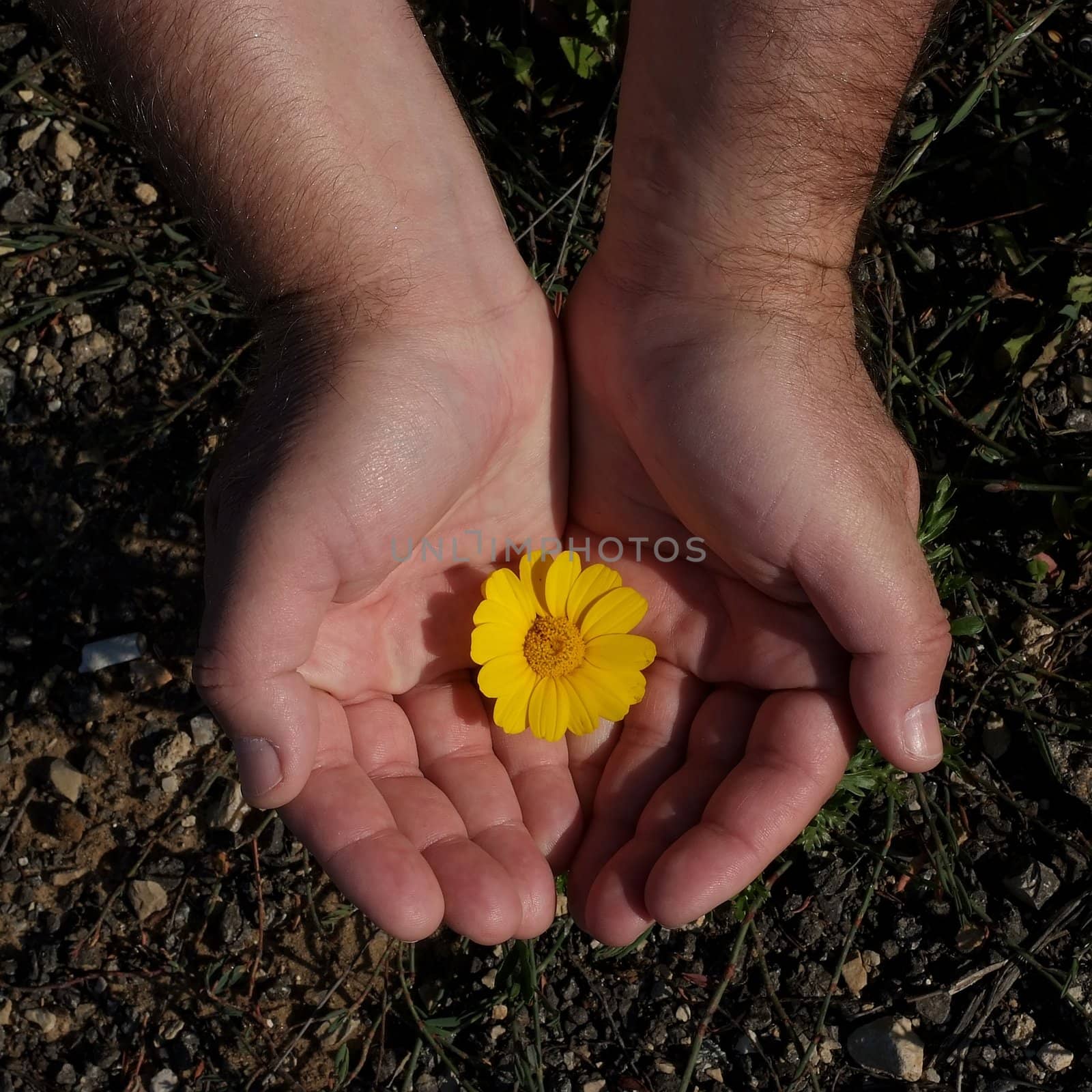 male hand holding flower by Maya