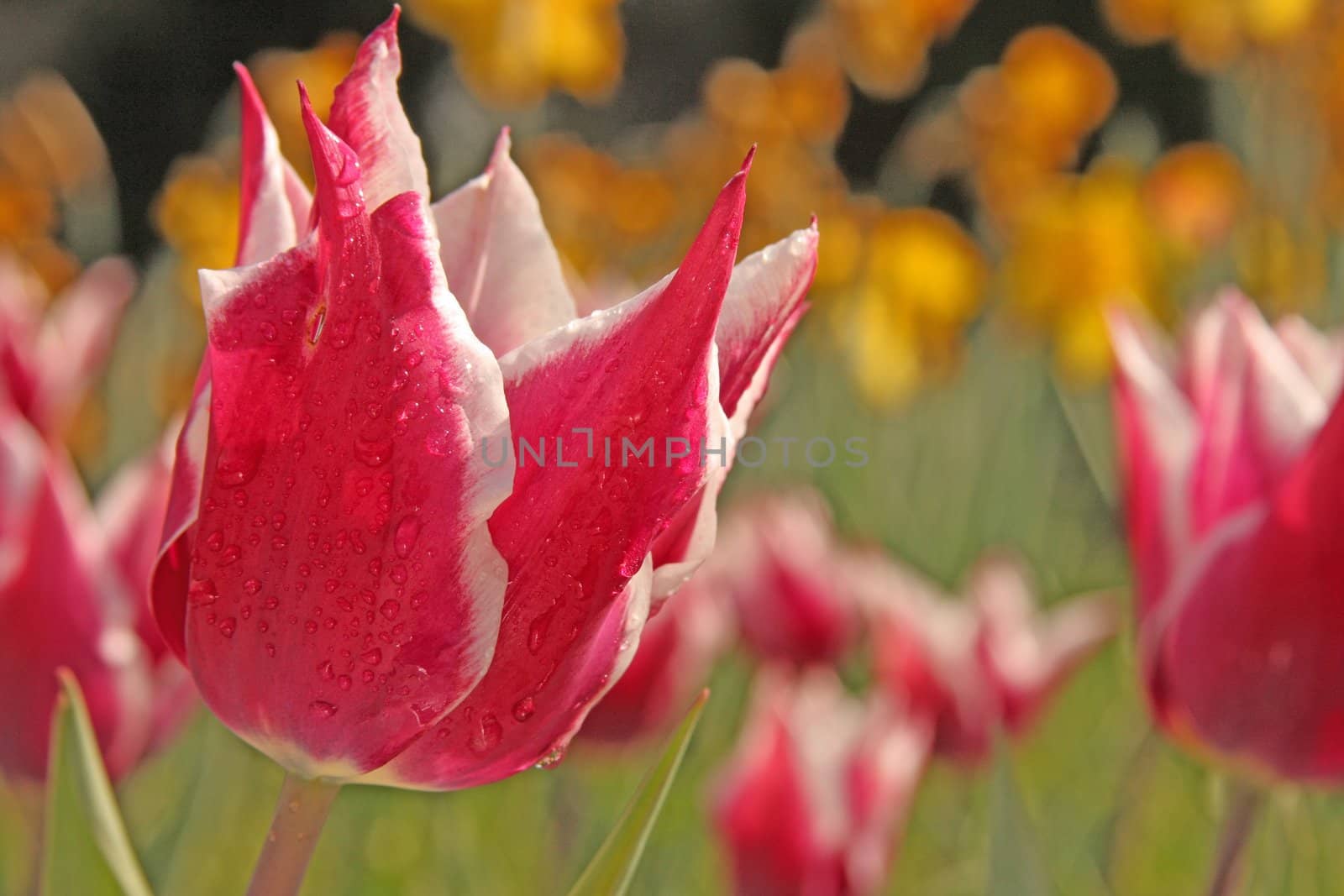 Tulips by Digoarpi