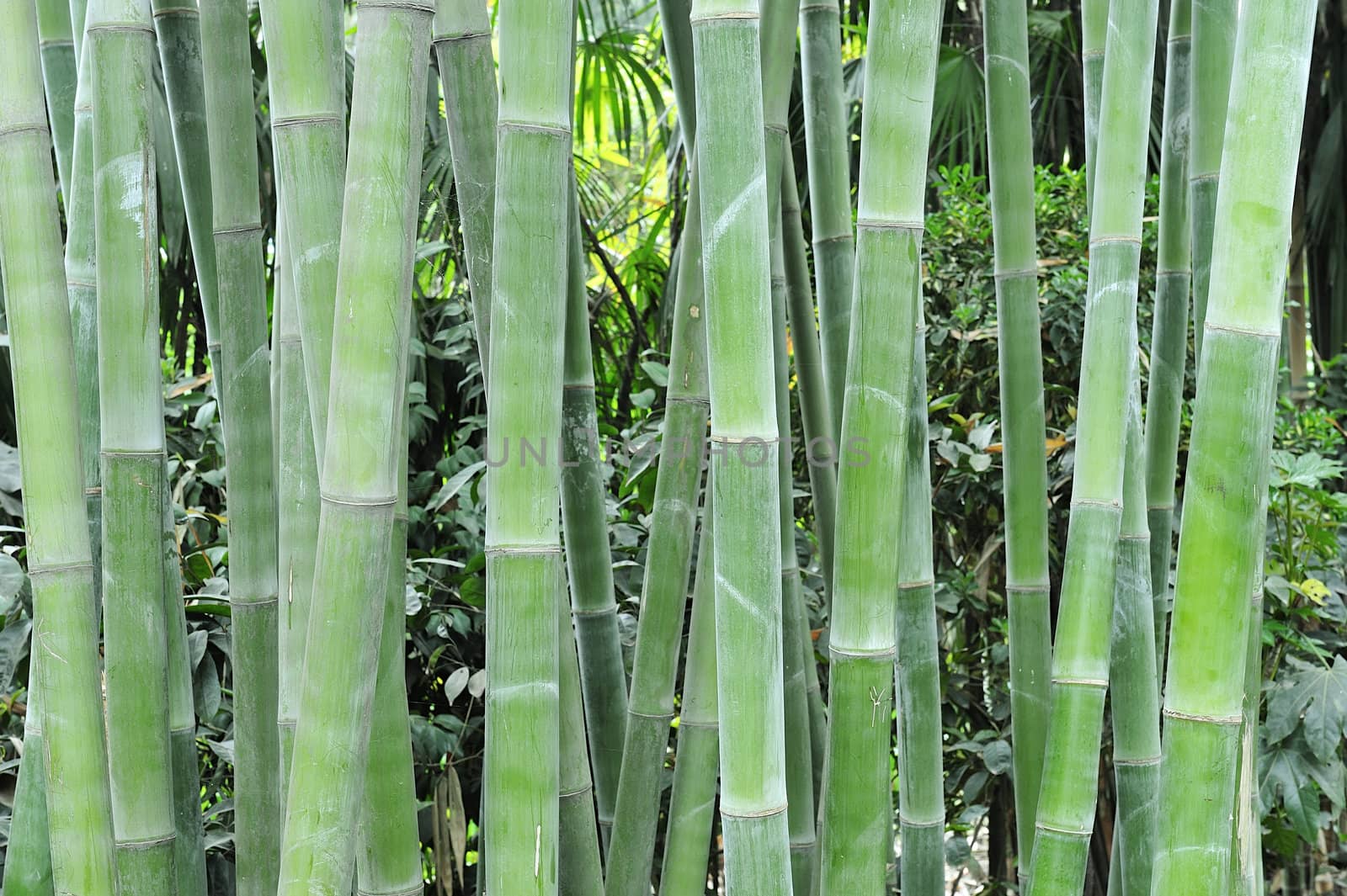 the bamboo groves