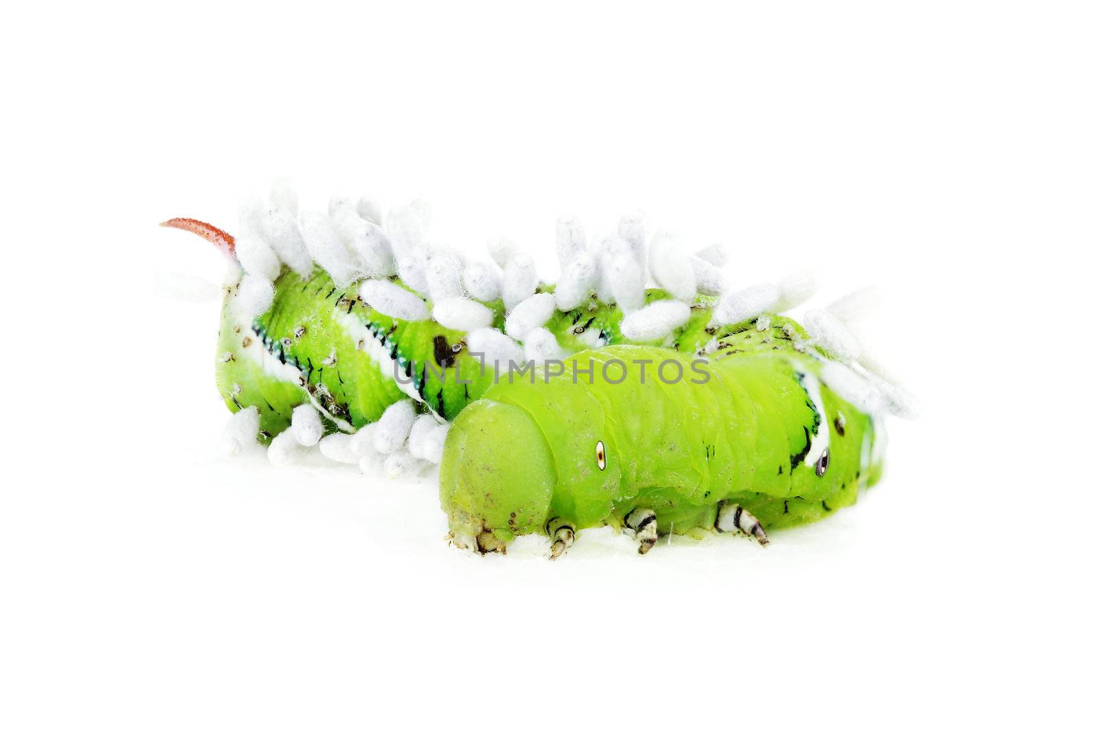 Tobacco Hornworm (Manduca Quinquemaculata) covered in Braconid Wasp eggs isolated on a white background