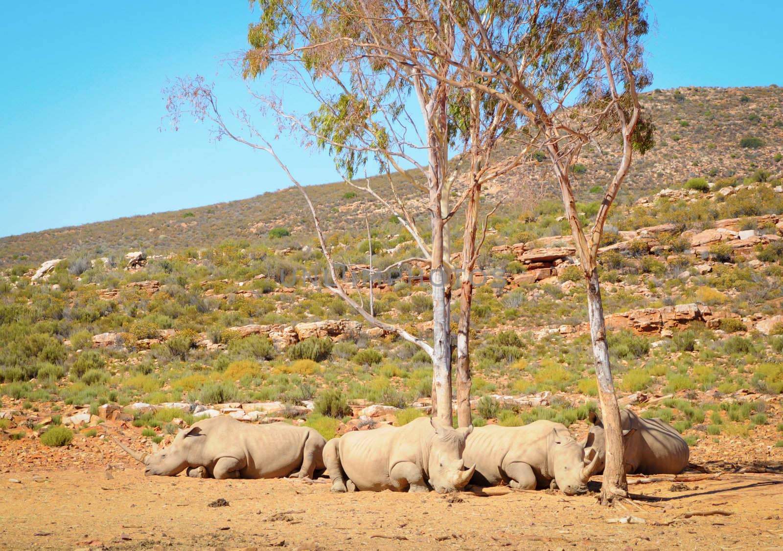 African white rhinoceros by iryna_rasko