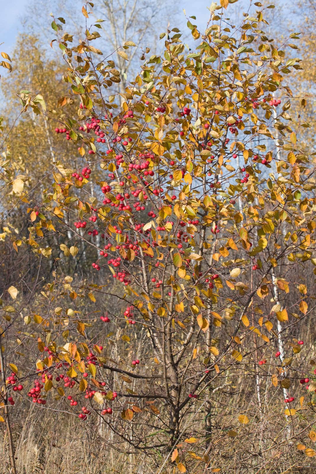 Wild apple-tree evolved in a wood