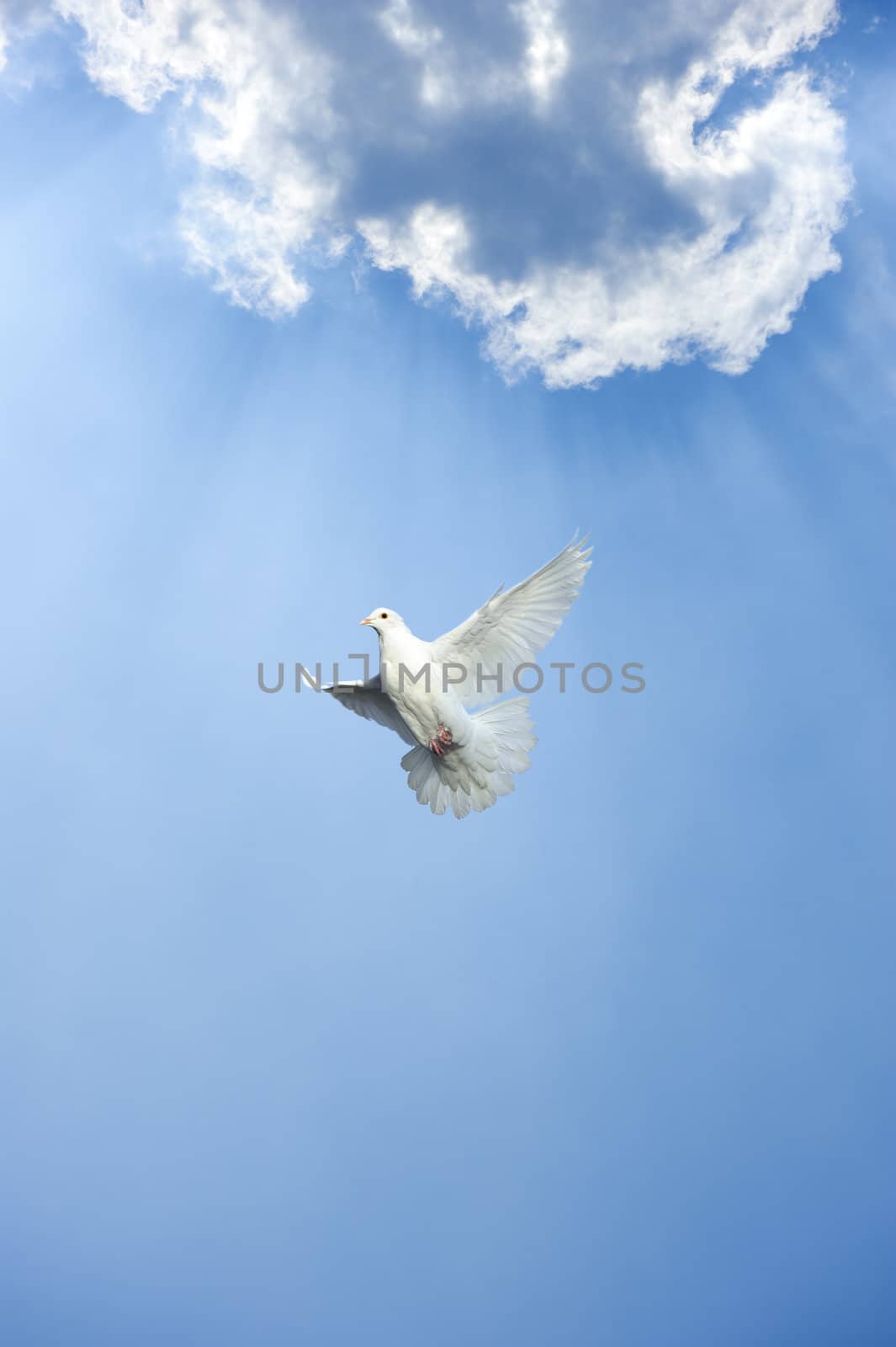 white dove in free flight under blue sky by jackq