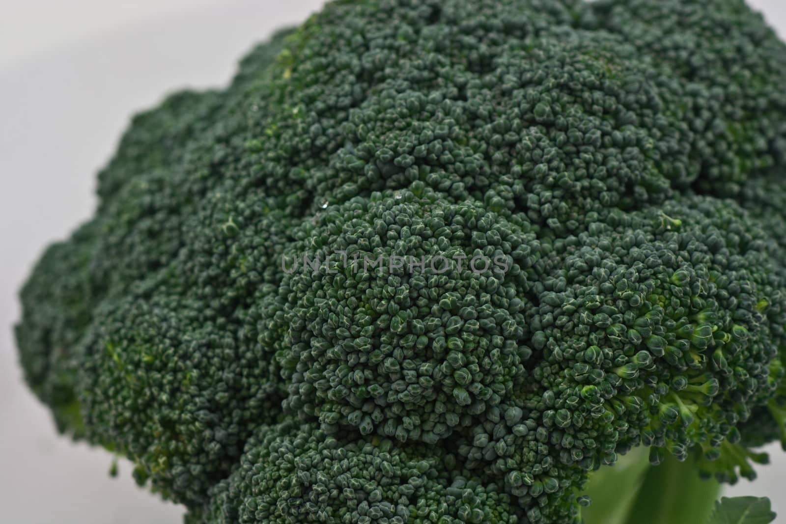 A single stalk of fresh broccoli close up on a white background