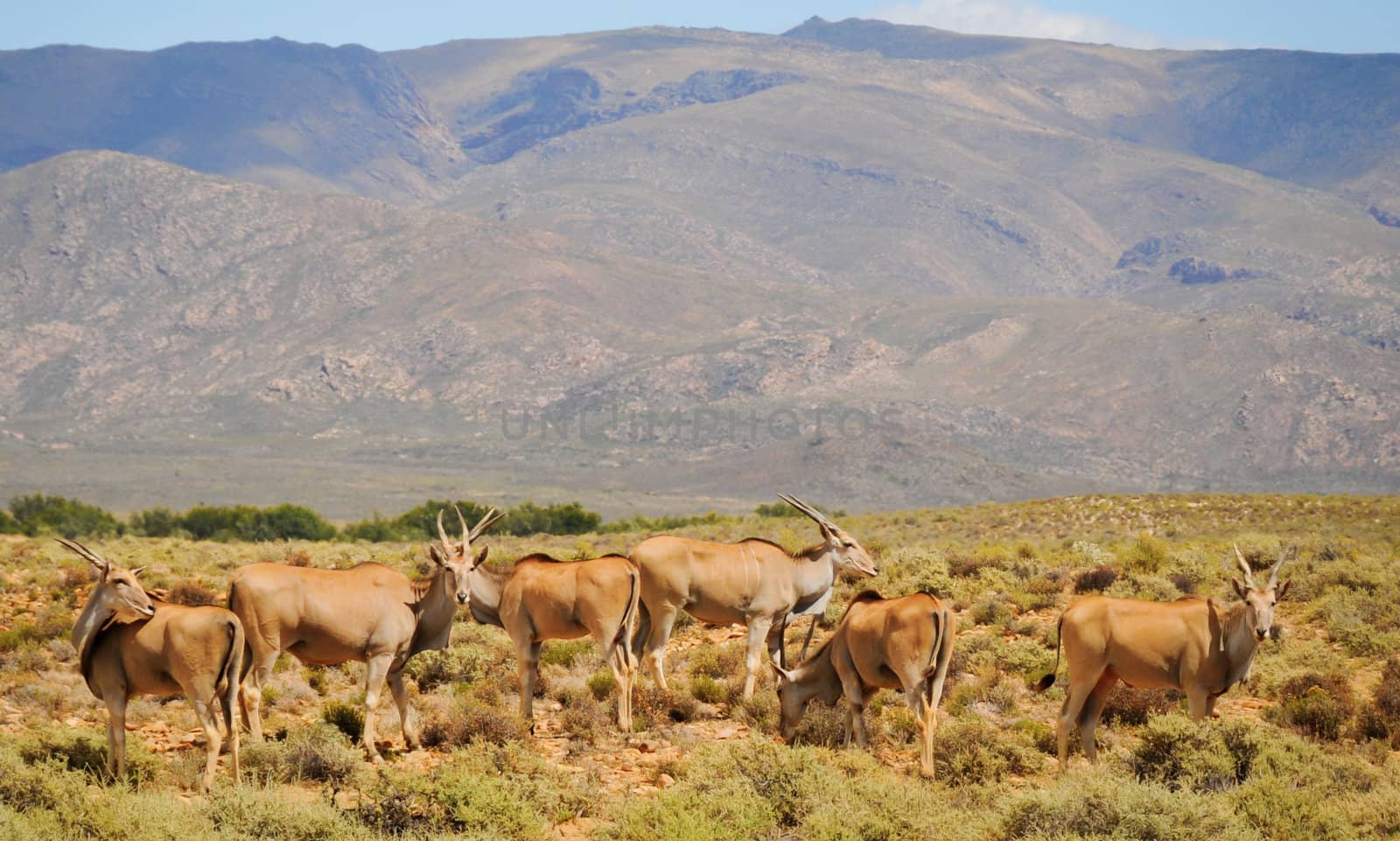 Group of elands, the largest antelope in Africa by iryna_rasko