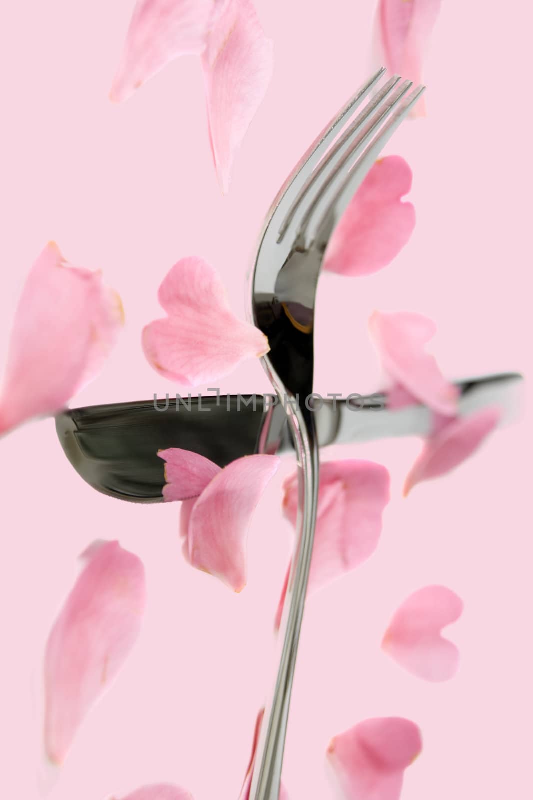 crossed silver service fork and knife with rose petals by morrbyte