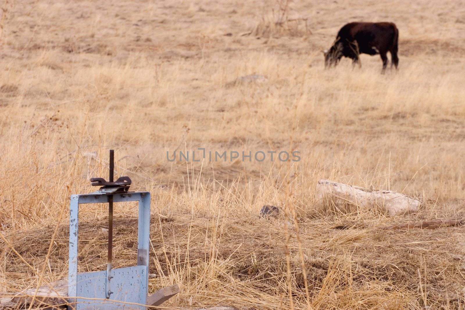 Gate to water shares with grazing cow in background
