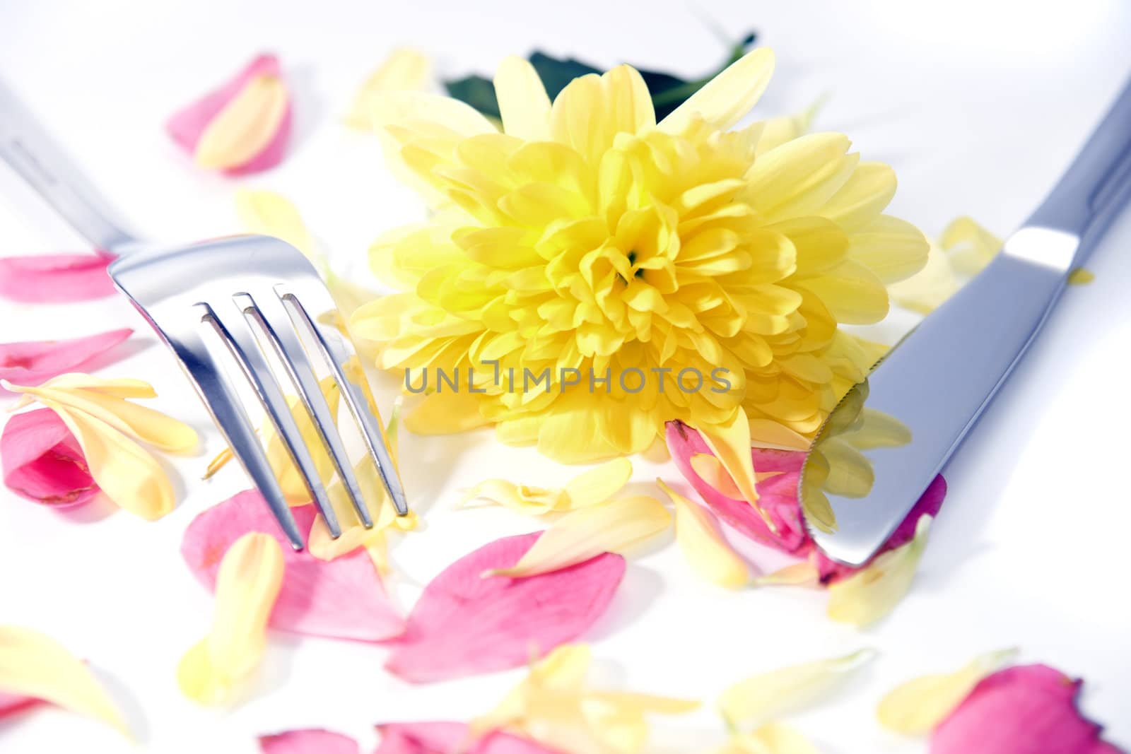 silver fork and knife isolated with dahlia and rose petals for concept on romantic dining