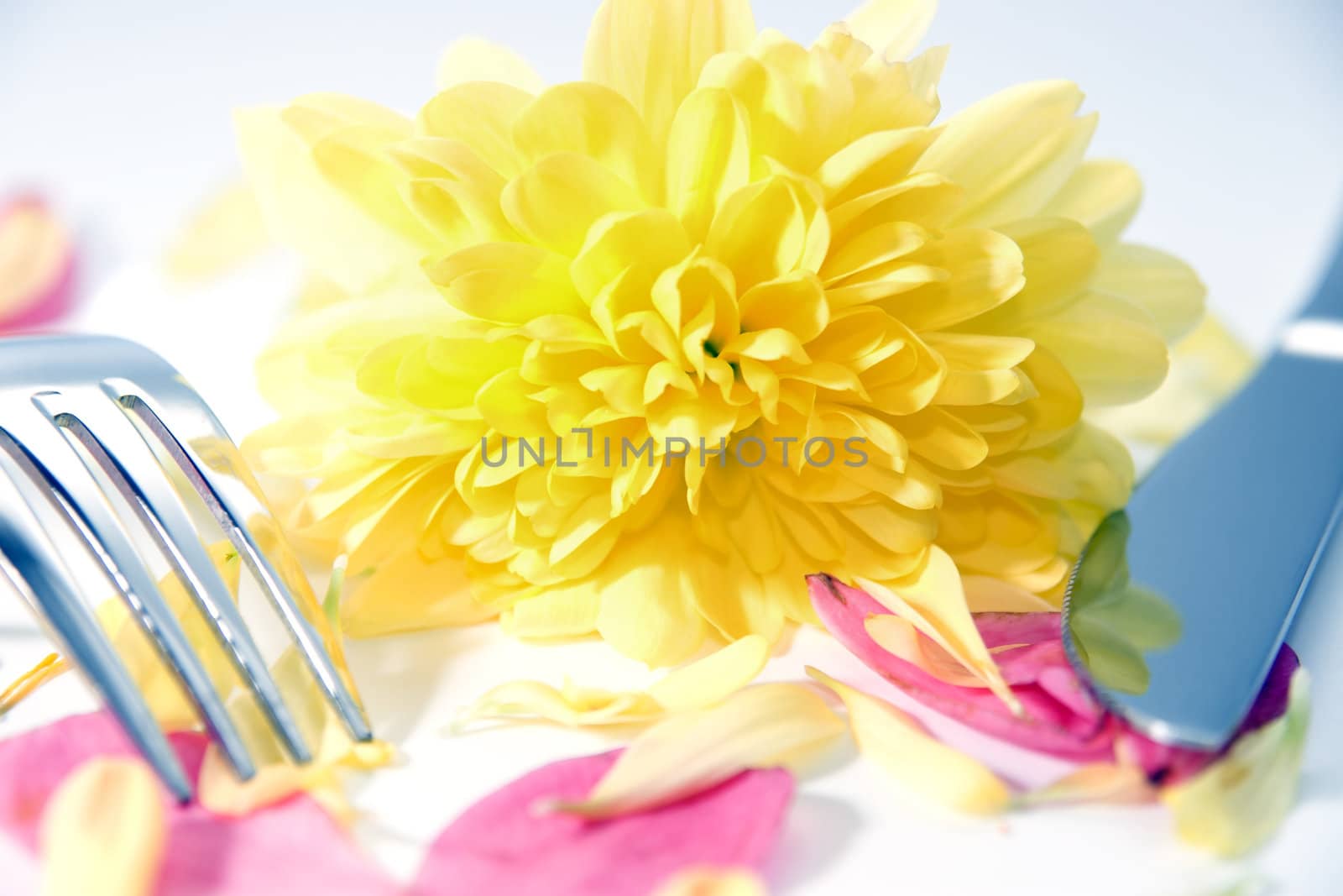 silver fork and knife isolated with dahlia and rose petals for concept on romantic dining