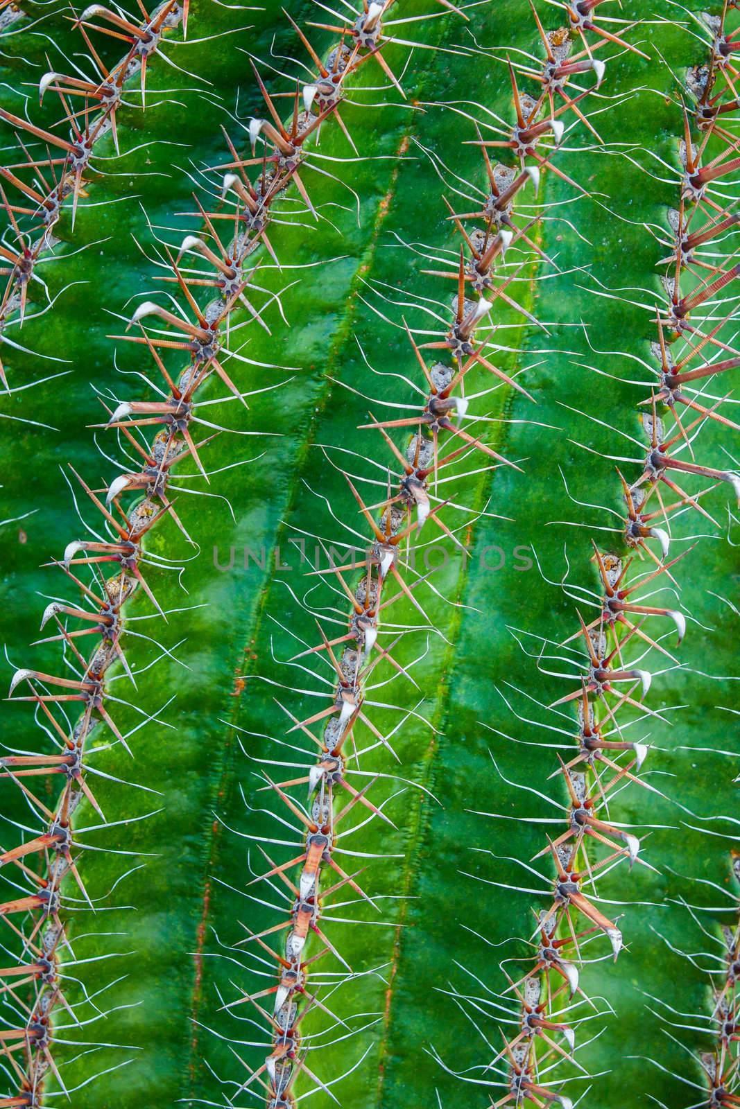Close-up of a prickly cactus