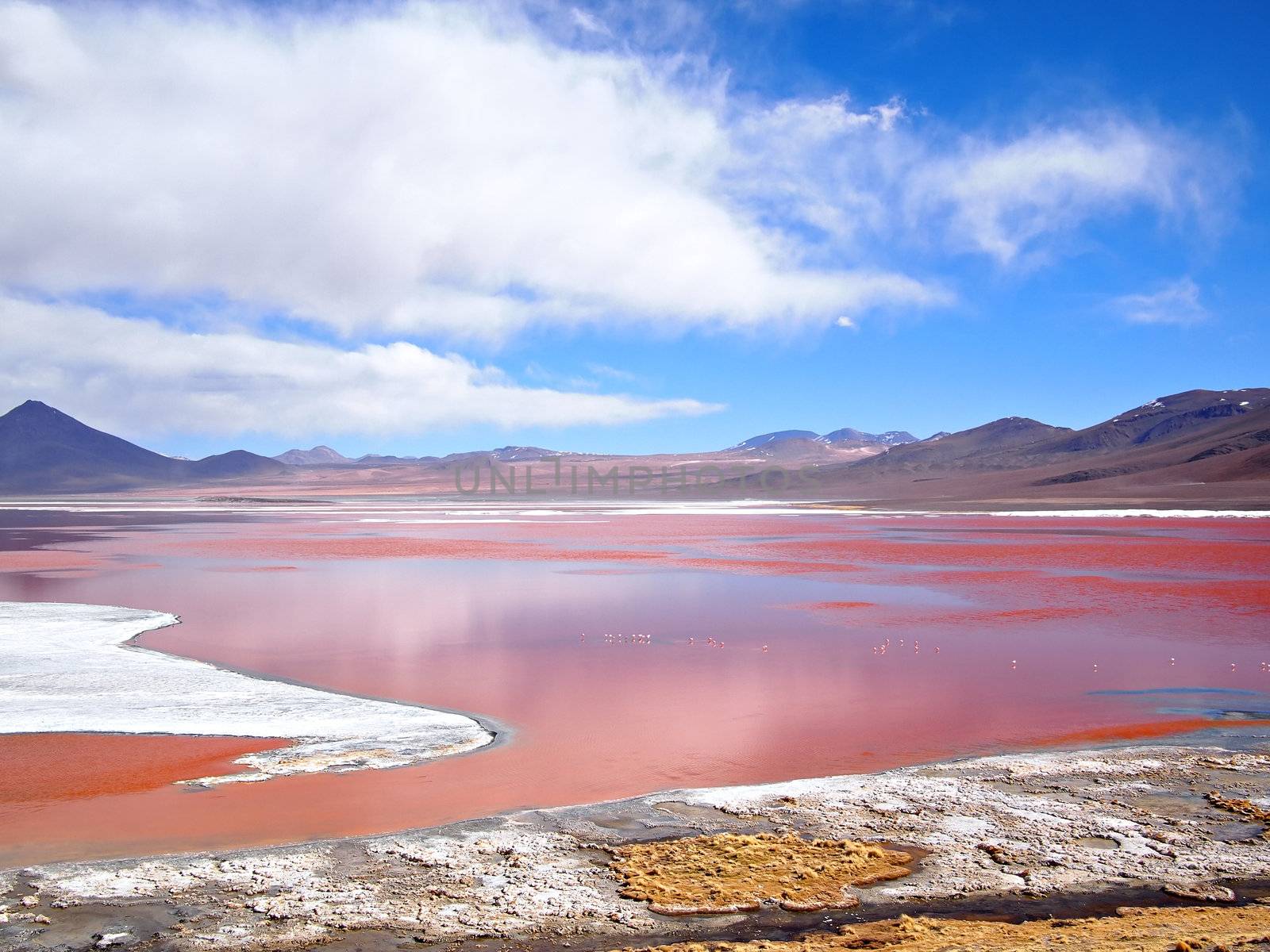 The Red Lagoon, or Laguna Colorada, on the Altiplano near Uyuni inside Eduardo Avaroa National Reserve in Bolivia at 4300 m above sea level.  The red color of the water is caused by sediments and algae. The white part is borax salt.