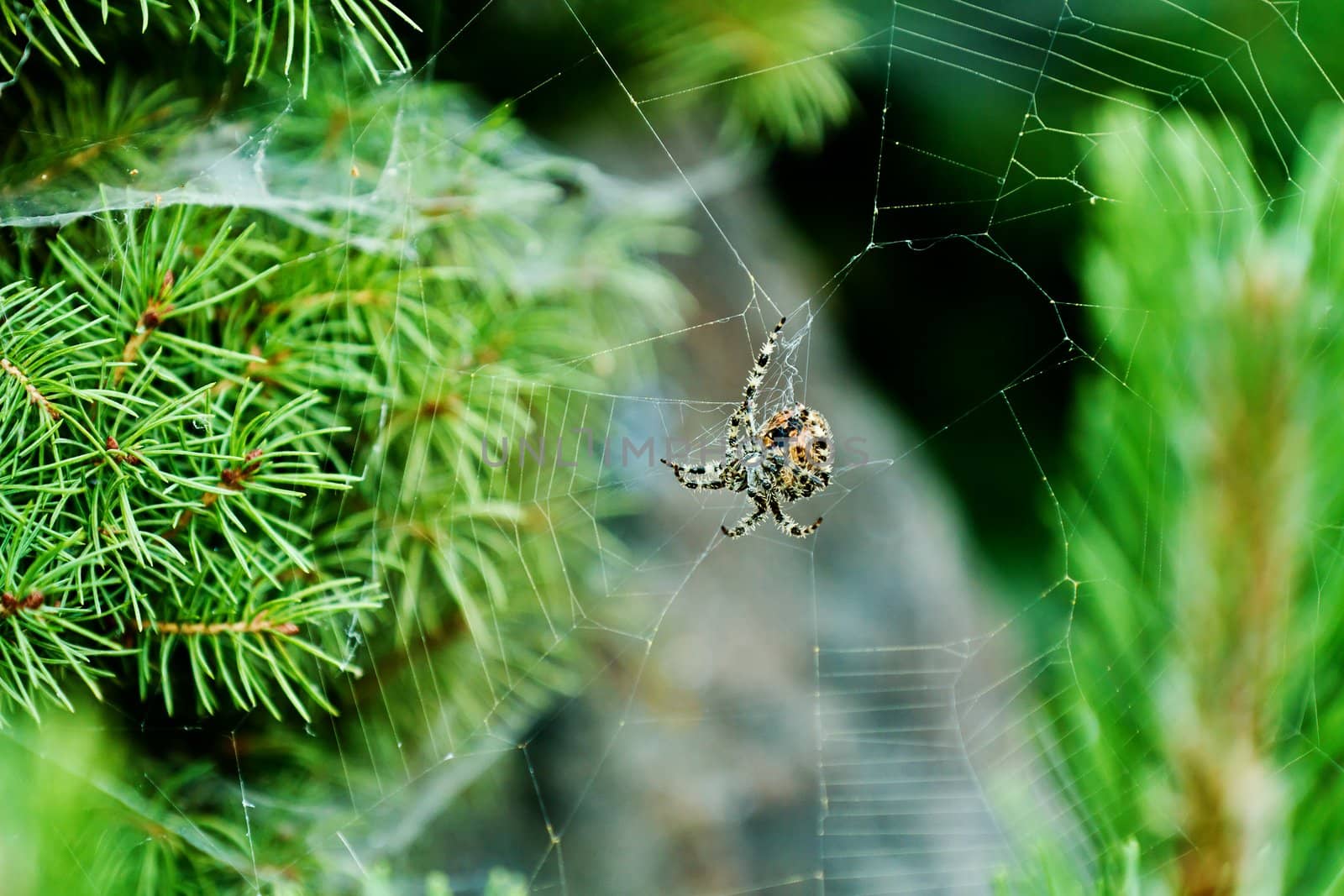 Fairly Large spider with shallow depth of field against a green background