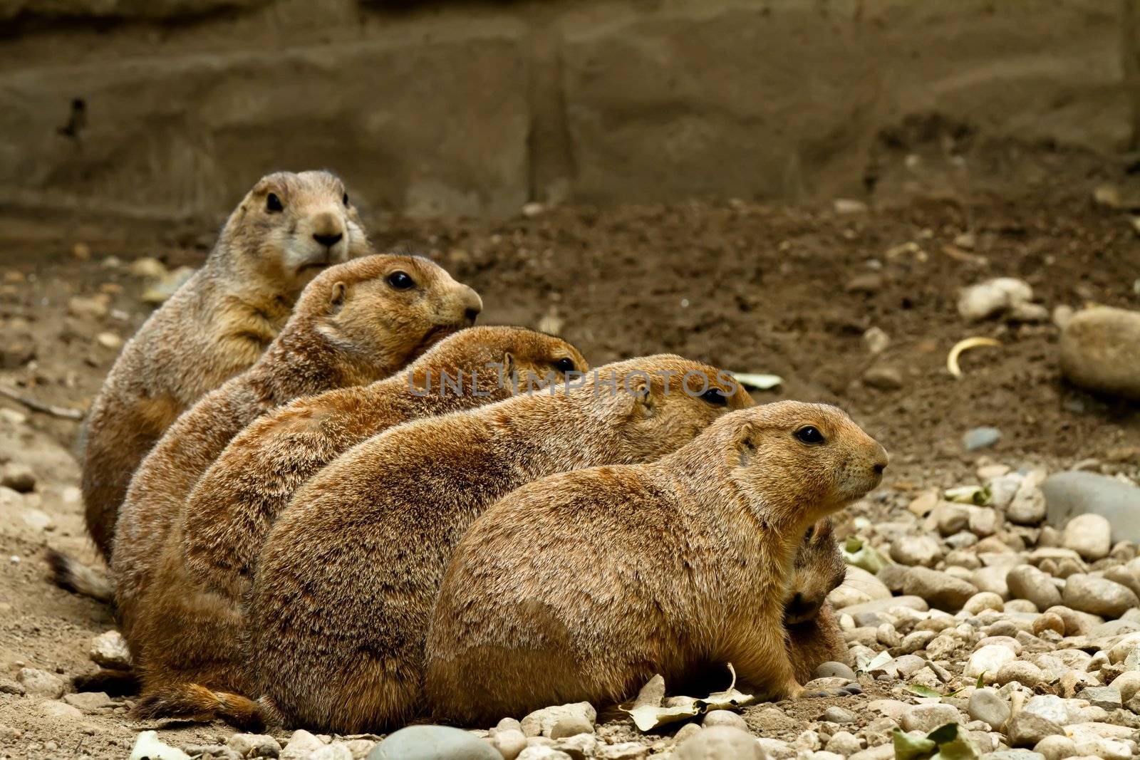 Five groundhogs sitting in a row each standing taller then the first
