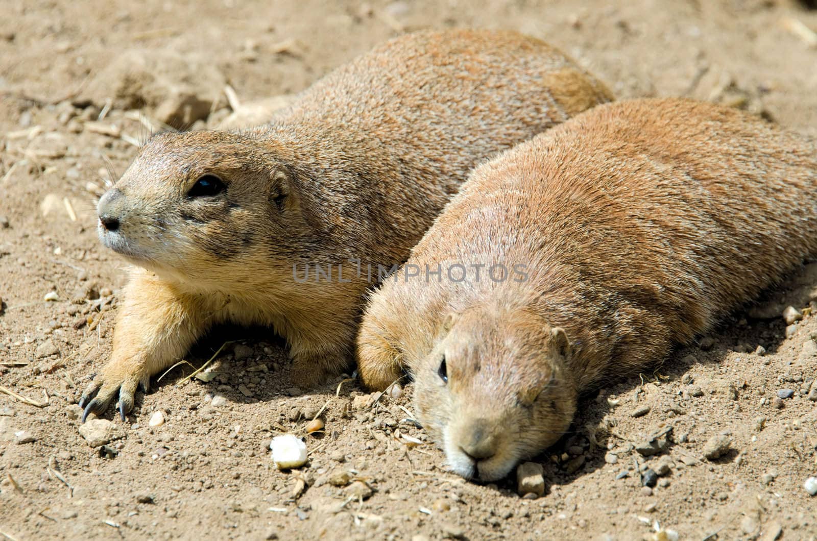 Nap of prairie dogs