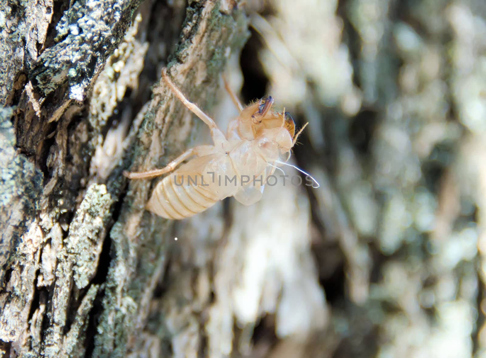 The metamorphosis of the cicada on a tree
