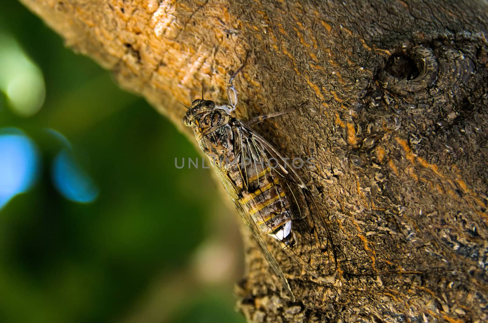 the cicada on the tree