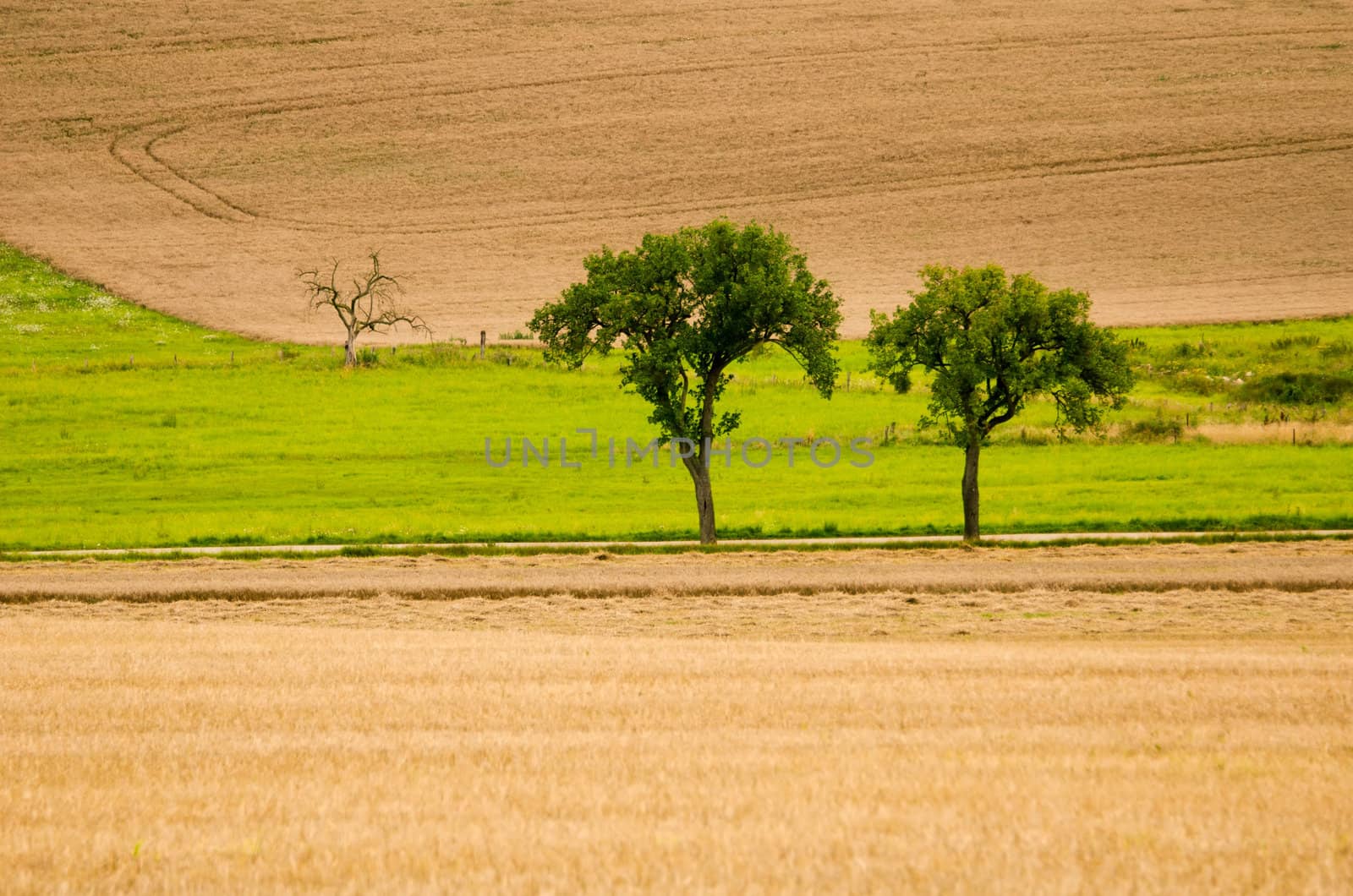 two green trees in a field