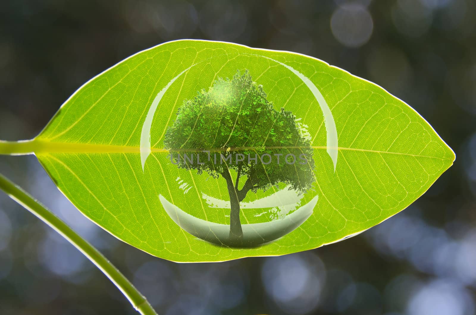 a green tree in a green leaf