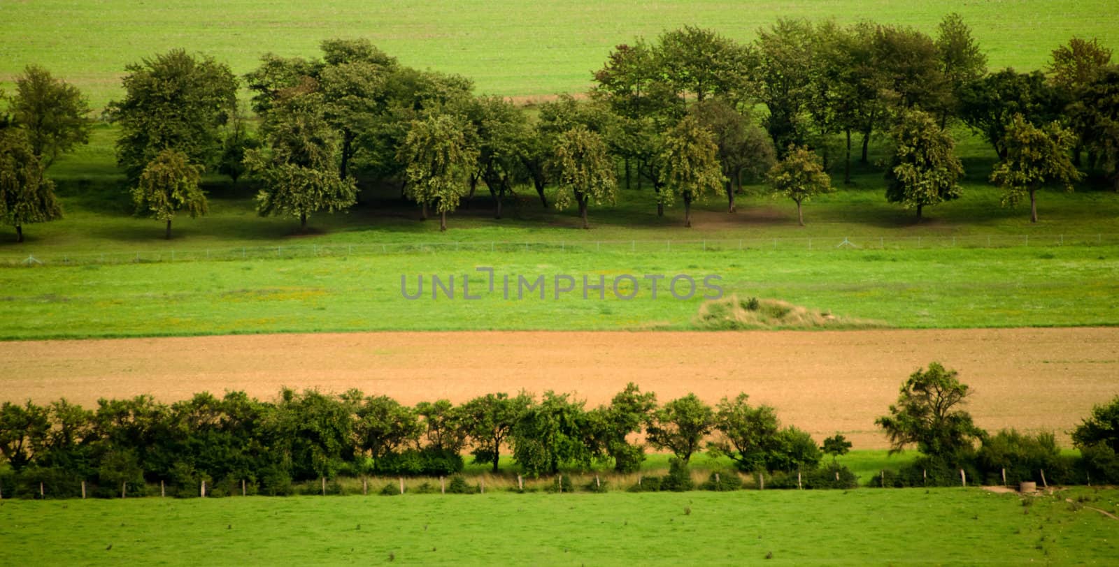 fields  of gold and green meadows