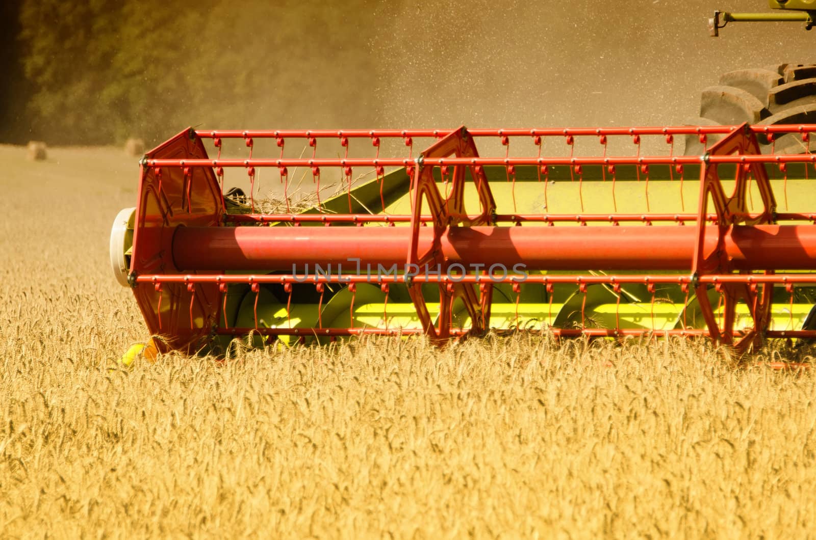 combine harvester reaps the corn