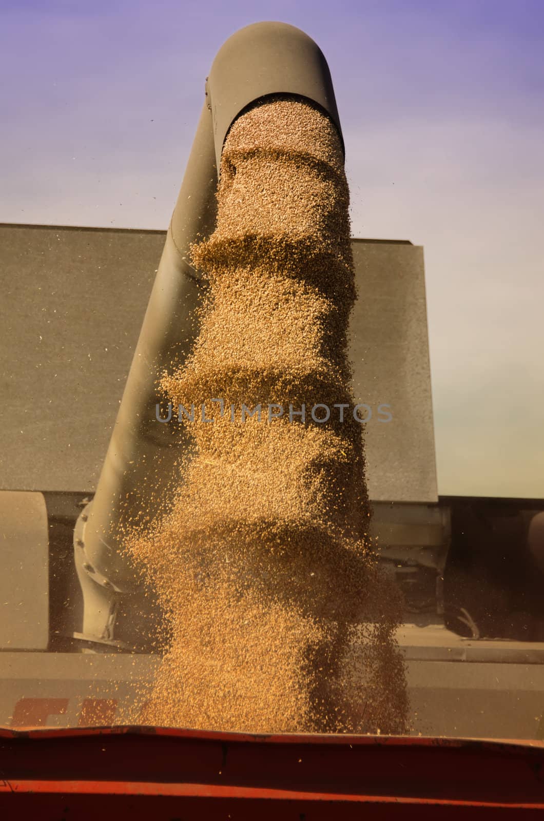 combine harvester and the corn