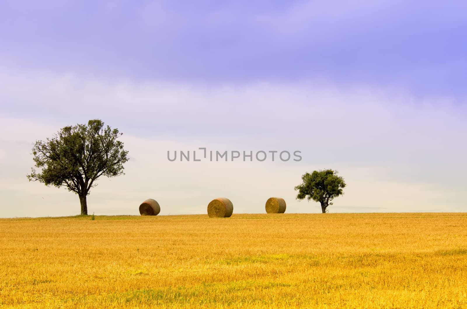 the tree  and straw bales