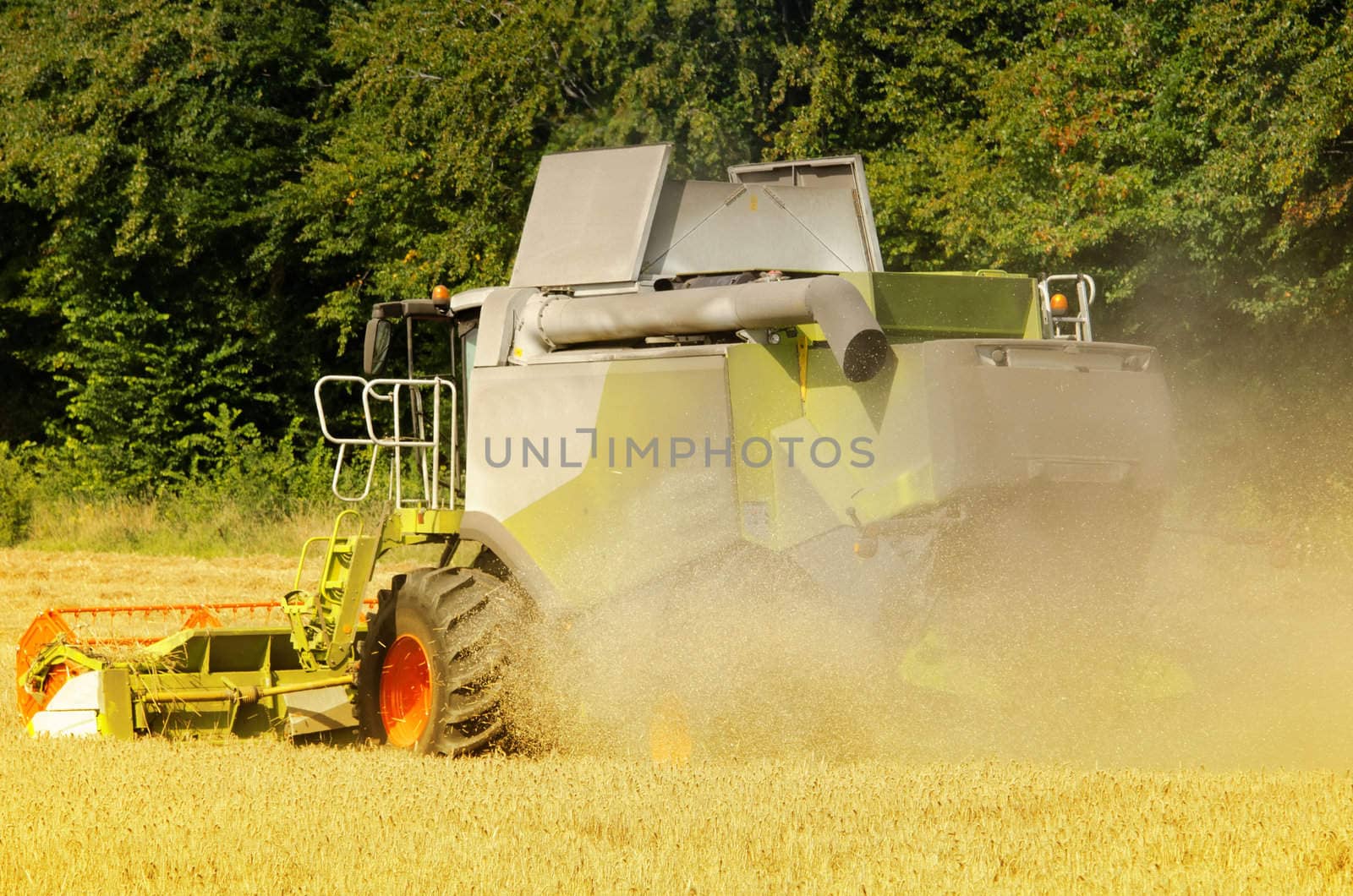 the combine harvester reaps the corn