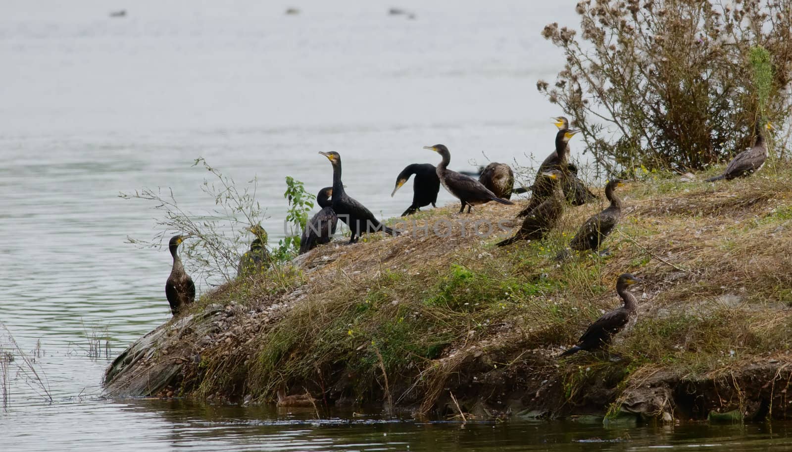 the cormorants on an island