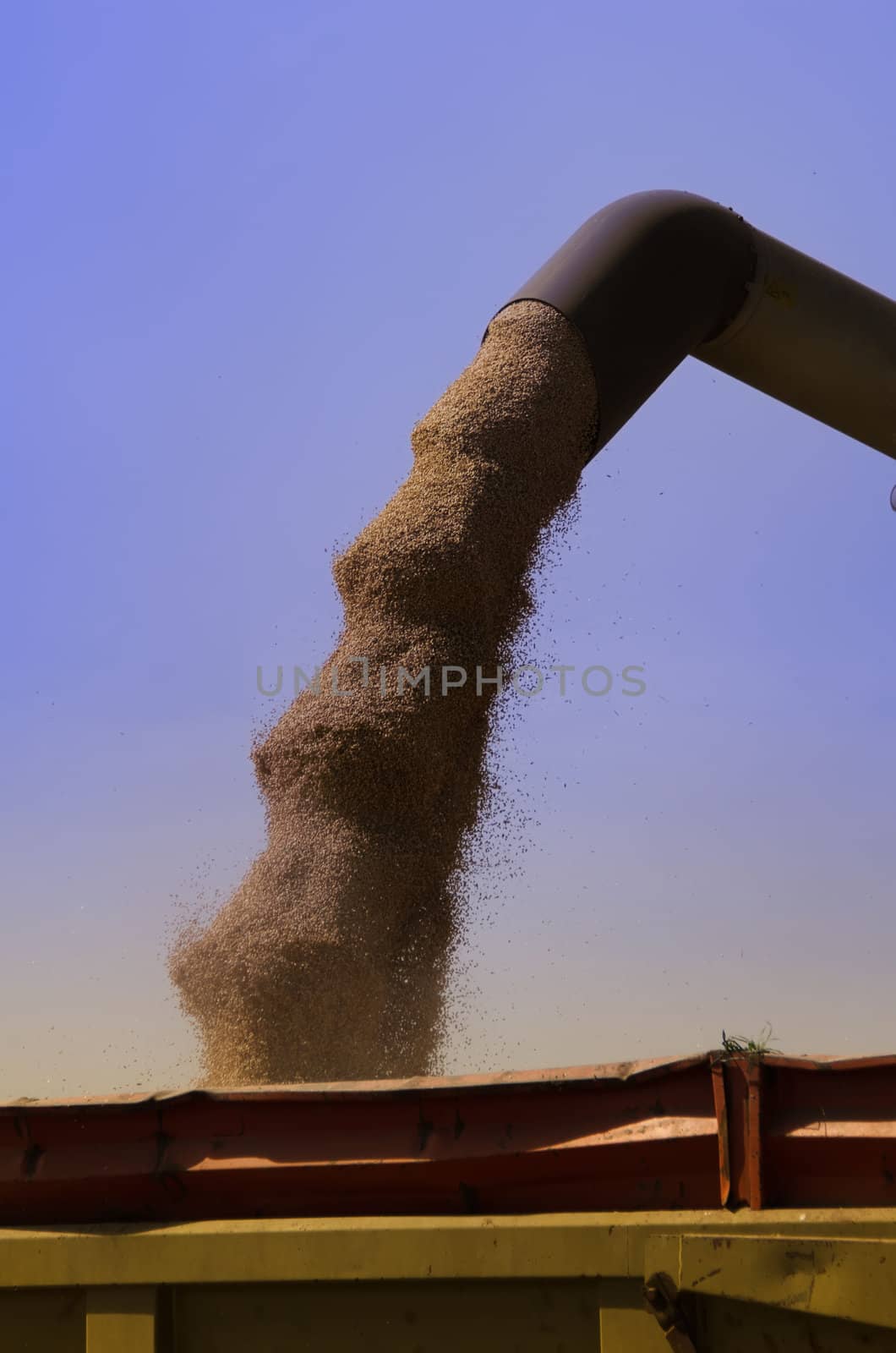 harvesting and tranvasement of wheat grains by njaj
