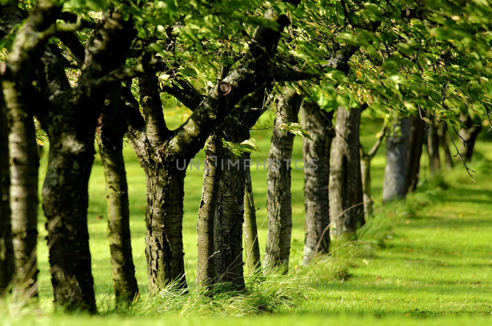 a line of trees in leaf  green