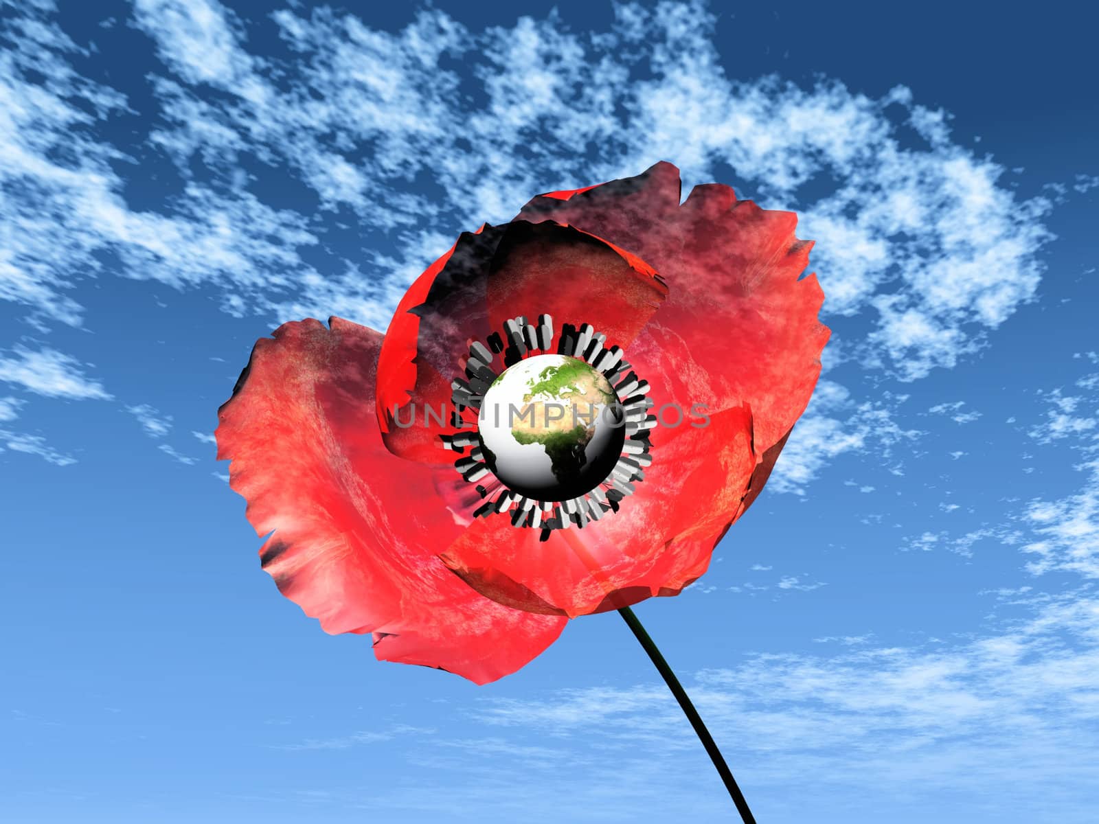 the  red poppy and the earth