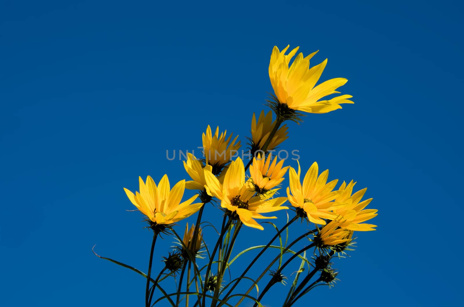 yellow flowers and blue sky by njaj
