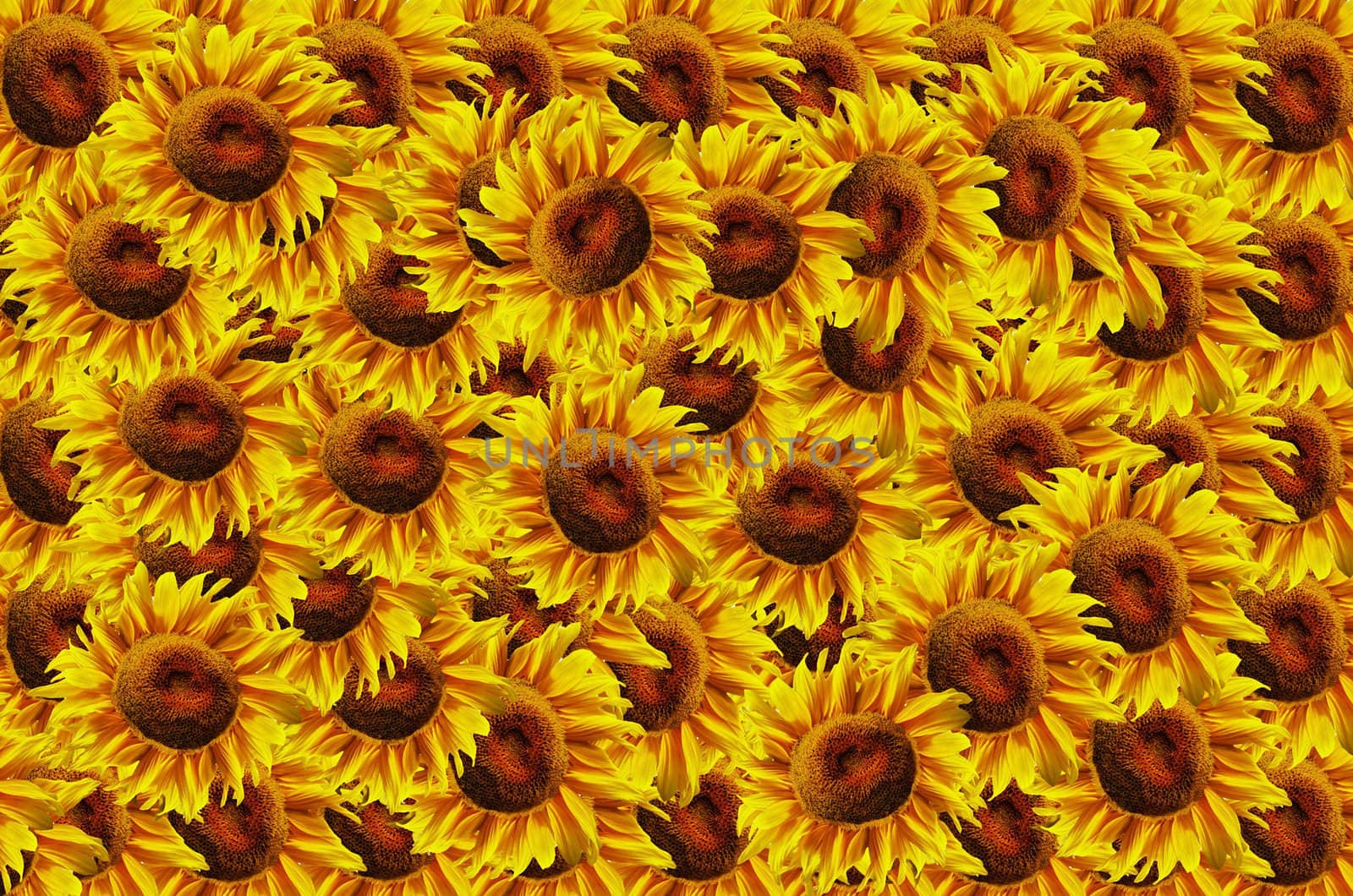 Sunflowers abstract background